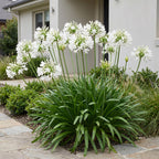 Agapanthus africanus 'Albus' (Afrikanische Lilie) – weiß – Ø11 cm, 15–25 cm hoch