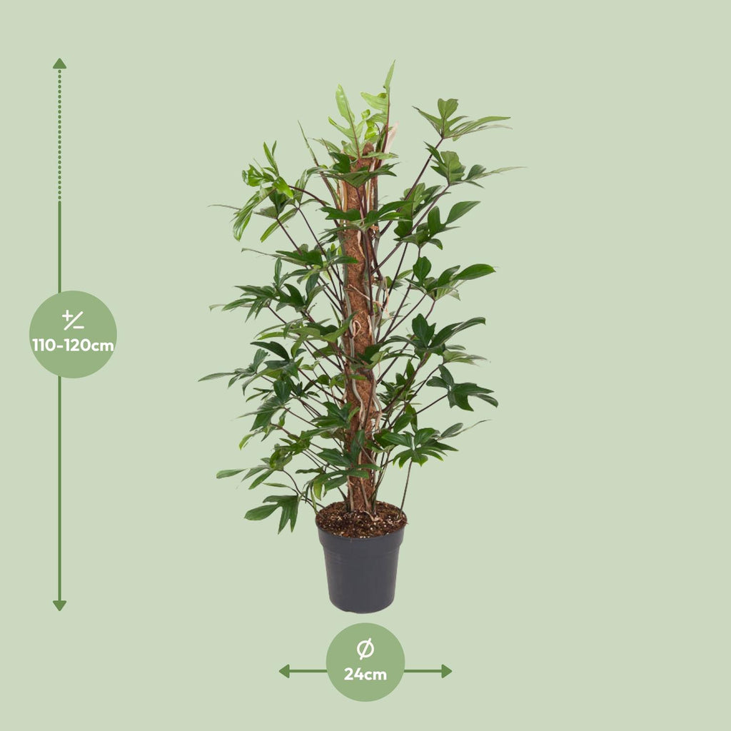 Philodendron Pedatum – Ø24 cm, 120 cm hoog