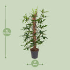 Philodendron Pedatum – Ø24 cm, 120 cm hoog