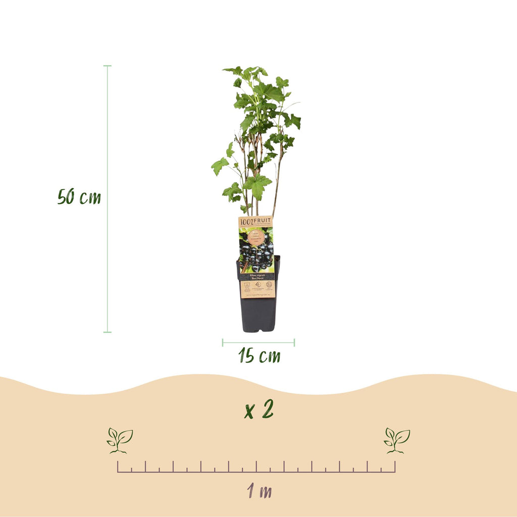 Ribes nigrum 'Ben Nevis' (currant plant) – 2 plants, Ø15 cm, 50 cm high – photo 3