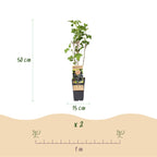 Ribes nigrum 'Ben Nevis' (currant plant) – 2 plants, Ø15 cm, 50 cm high