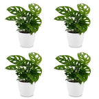 4× Monstera adansonii (mini-monstera) i hvid Potter-pyntepotte – Ø12 cm, 25 cm høj