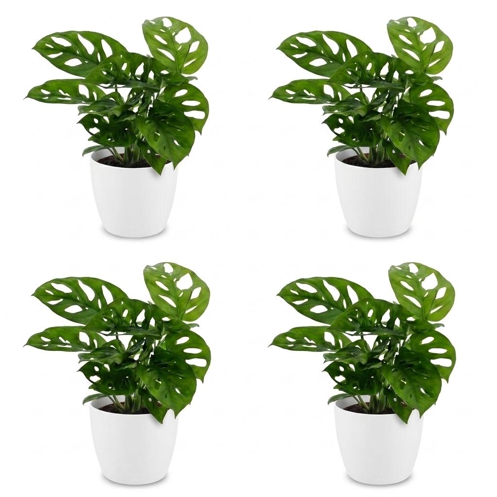 4× Monstera adansonii (Mini-Monstera) im weißen Zier-Blumentopf – Ø 12 cm, 25 cm hoch