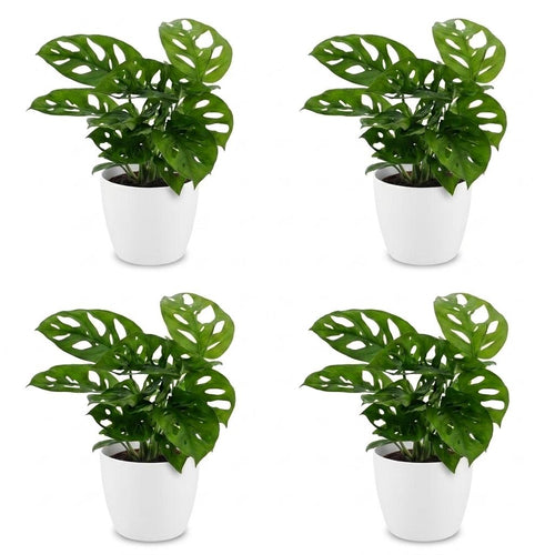 4× Monstera adansonii (mini-monstera) in Potter-sierpot wit – Ø12 cm, 25 cm hoog
