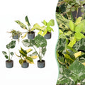 6× jeunes plantes Tropical Mix incl. Linnea Misty Blue – Ø6 cm, 10–15 cm de haut