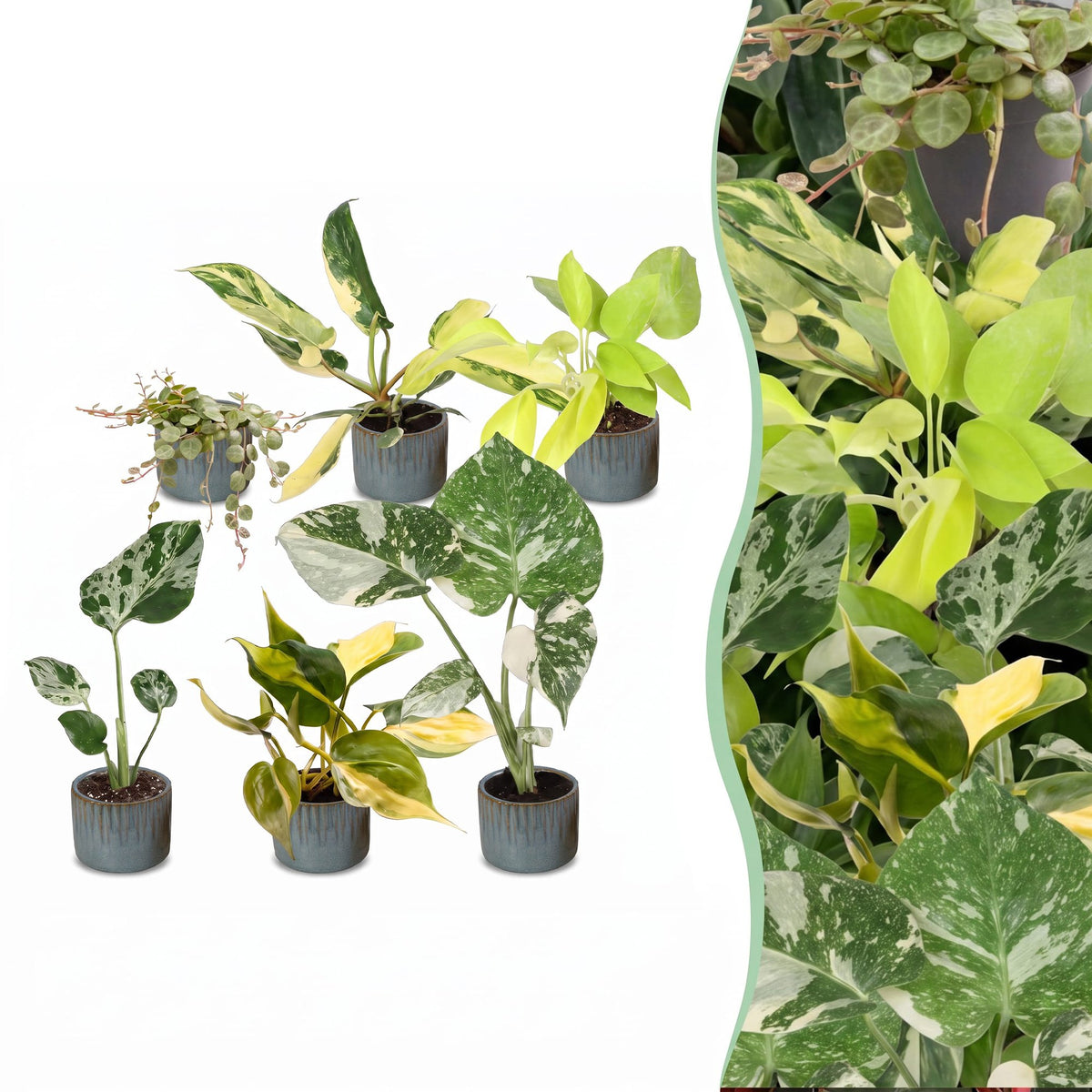 6× jeunes plantes Tropical Mix incl. Linnea Misty Blue – Ø6 cm, 10–15 cm de haut
