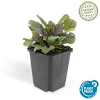 Ajuga reptans 'Burgundy Glow' (kruipend zenegroen) – 6 planten, Ø9 cm, 10–25 cm hoog