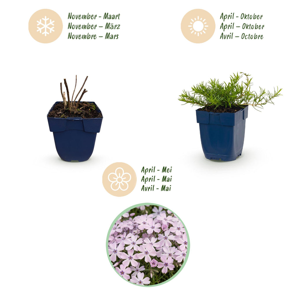 Phlox 'Benita' (Leuchting) – blau – 24 Pflanzen, Ø11 cm, 15–25 cm hoch – Bild 4