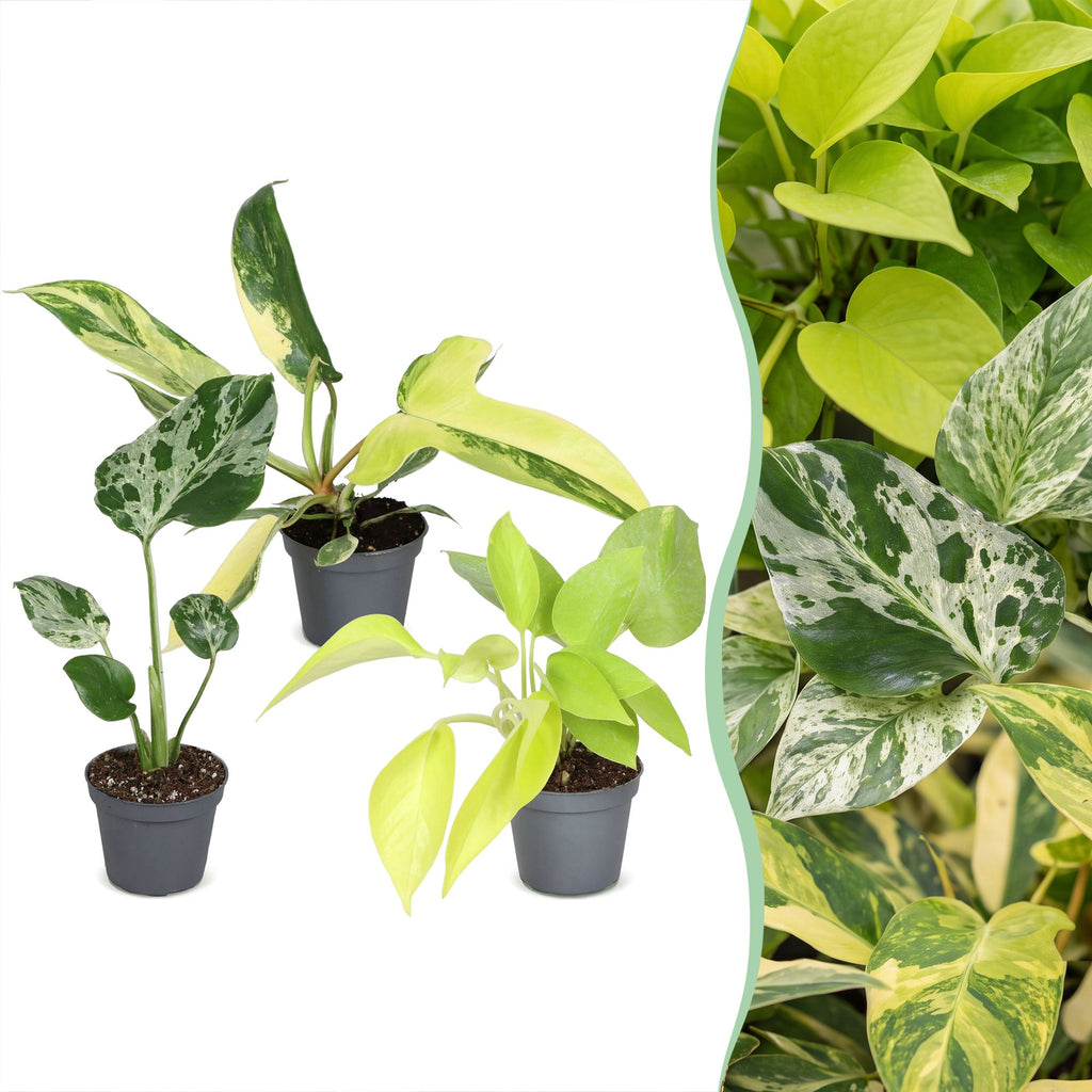 3× jeunes plantes Tropical Mix – Ø6 cm, 10–15 cm de haut