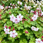 Geranium macrorrhizum 'Spessart' (storkege) – rosa-hvid – 24 planter, Ø11 cm, 15–25 cm høj
