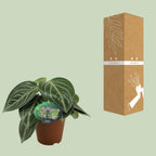 Peperomia Sarcophylla – Ø15 cm, 25 cm hoog