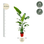 Strelitzia nicolai (weiße Paradiesvogelblume) – Ø25 cm, 200 cm hoch