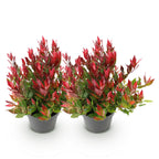 Leucothoe 'Little Flame' – rot – 2 Pflanzen, Ø 17 cm, 40 cm hoch
