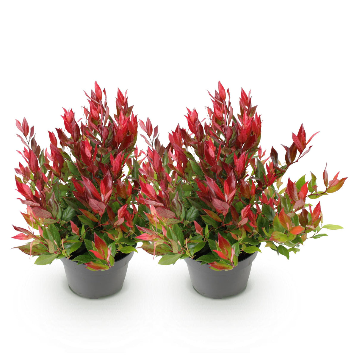 Leucothoe 'Little Flame' – rot – 2 Pflanzen, Ø 17 cm, 40 cm hoch – Bild 2