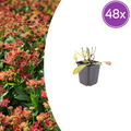 Helenium 'Moerheim Beauty' (tournesol des moines) – 48 plants, Ø9 cm, 10–25 cm de haut
