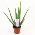 Aloe Vera – Ø14 cm, 45 cm de haut – art. 25304