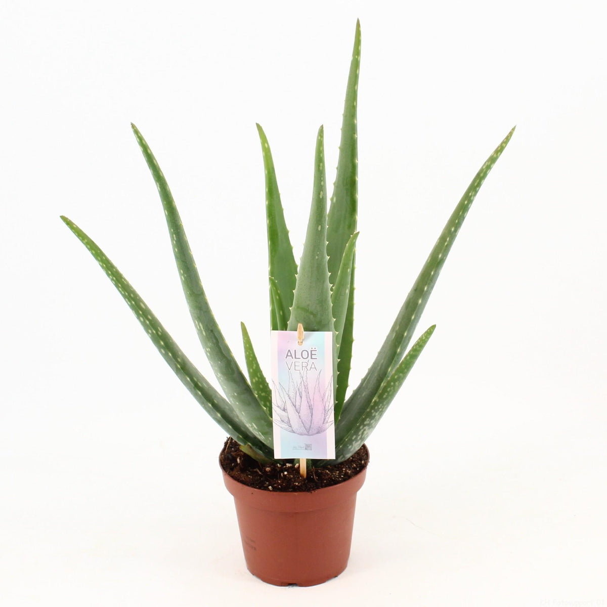 Aloe Vera – Ø14 cm, 45 cm de haut – art. 25304