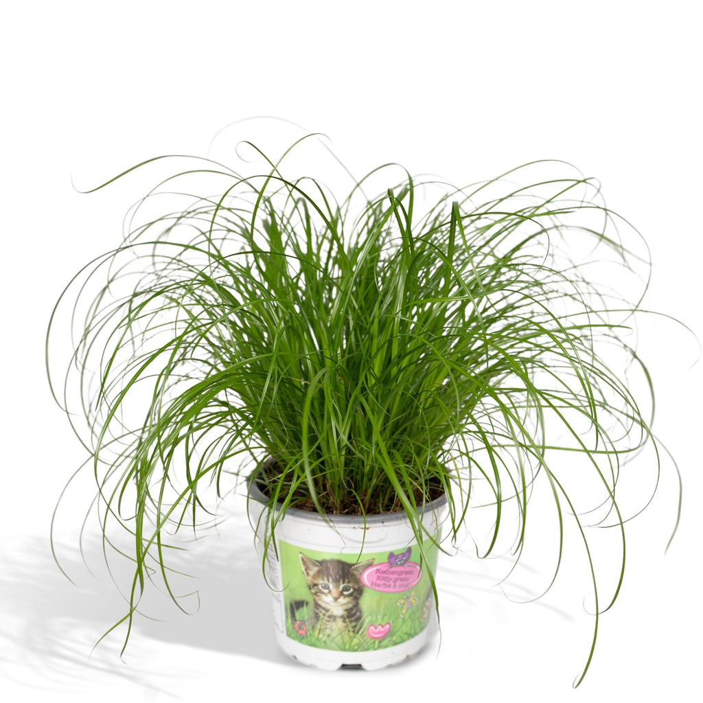 Cyperus alternifolius (cyperusgræs) – Ø12 cm, 20 cm høj