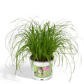 Cyperus alternifolius (cyperusgræs) – Ø12 cm, 20 cm høj