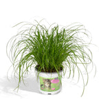 Cyperus alternifolius (cyperusgræs) – Ø12 cm, 20 cm høj