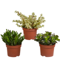 Crassula mix (jadeplant) zonder sierpot – Ø11 cm, 21 cm hoog