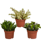Crassula mix (jadeplant) zonder sierpot – Ø11 cm, 21 cm hoog