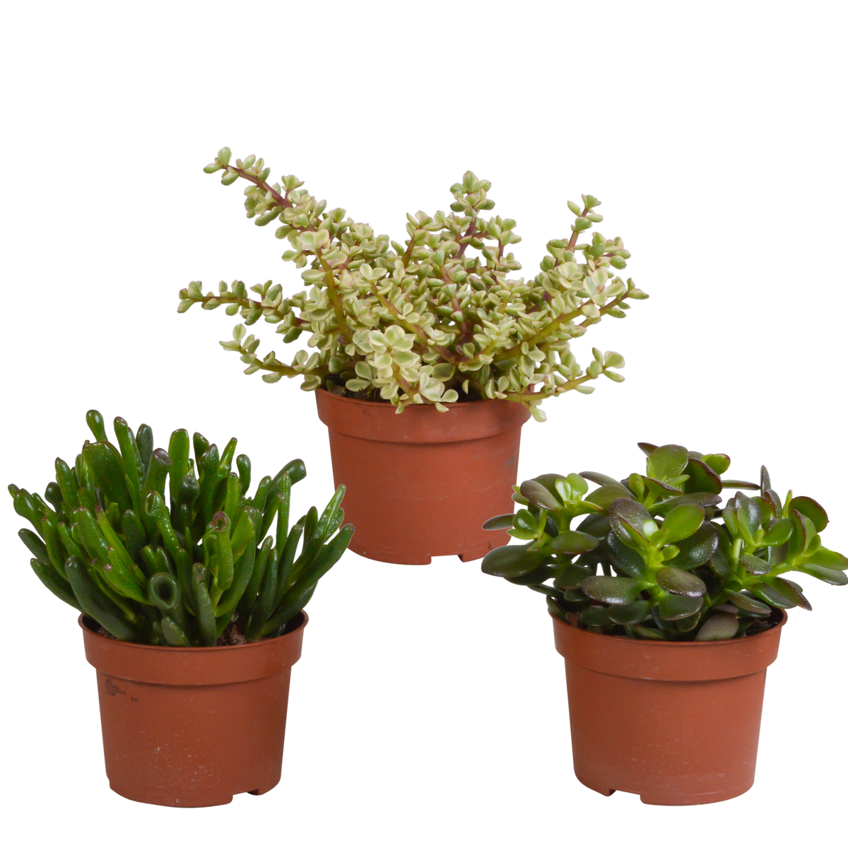 Crassula mix (jadeplant) zonder sierpot – Ø11 cm, 21 cm hoog