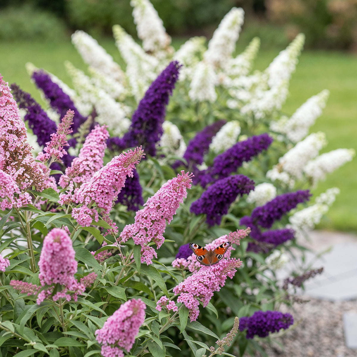 Buddleja davidii 'Tricolour' (vlinderstruik) – blauw-roze-wit – 3 planten, Ø17 cm, 45 cm hoog