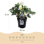 Helleborus 'Christmas Carol' (witte bloem) – 4 planten, Ø11 cm, 25 cm hoog