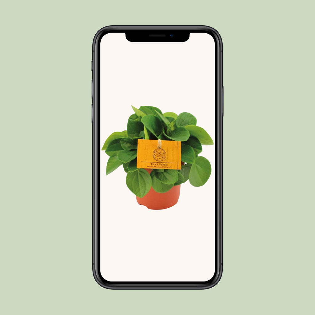 Peperomia Rana Verde – Ø11 cm, 15 cm høj