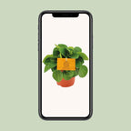 Peperomia Rana Verde – Ø11 cm, 15 cm høj