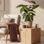 Calathea Rufibarba – Ø17 cm, 55–60 cm hög