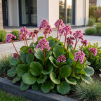 Bergenia cordifolia (Schuhleierpflanze) – rosa – Ø11 cm, 15–25 cm hoch