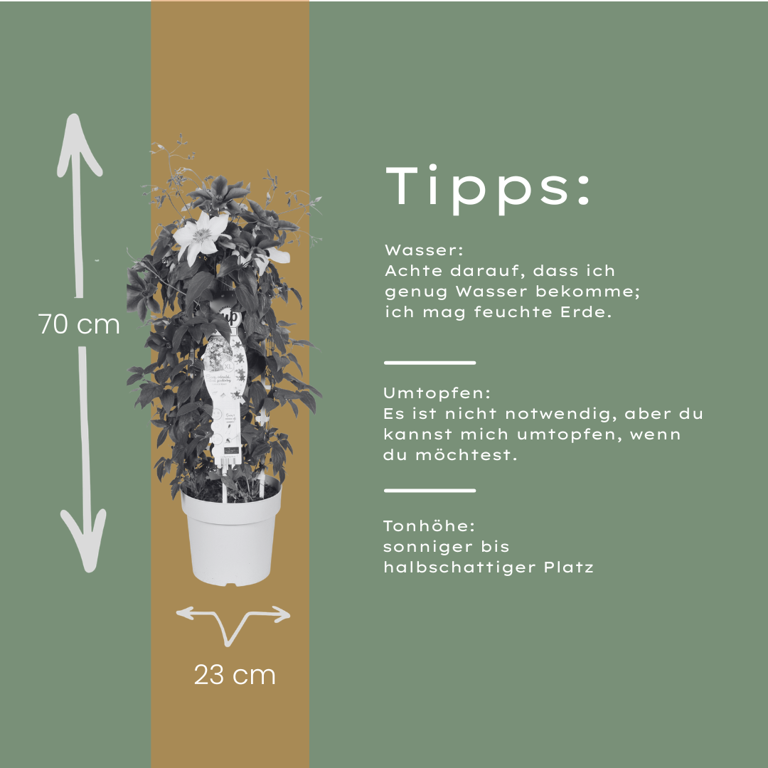 Clematis 'Double Up Barnadine + Masa' (bosrank) – Ø23 cm