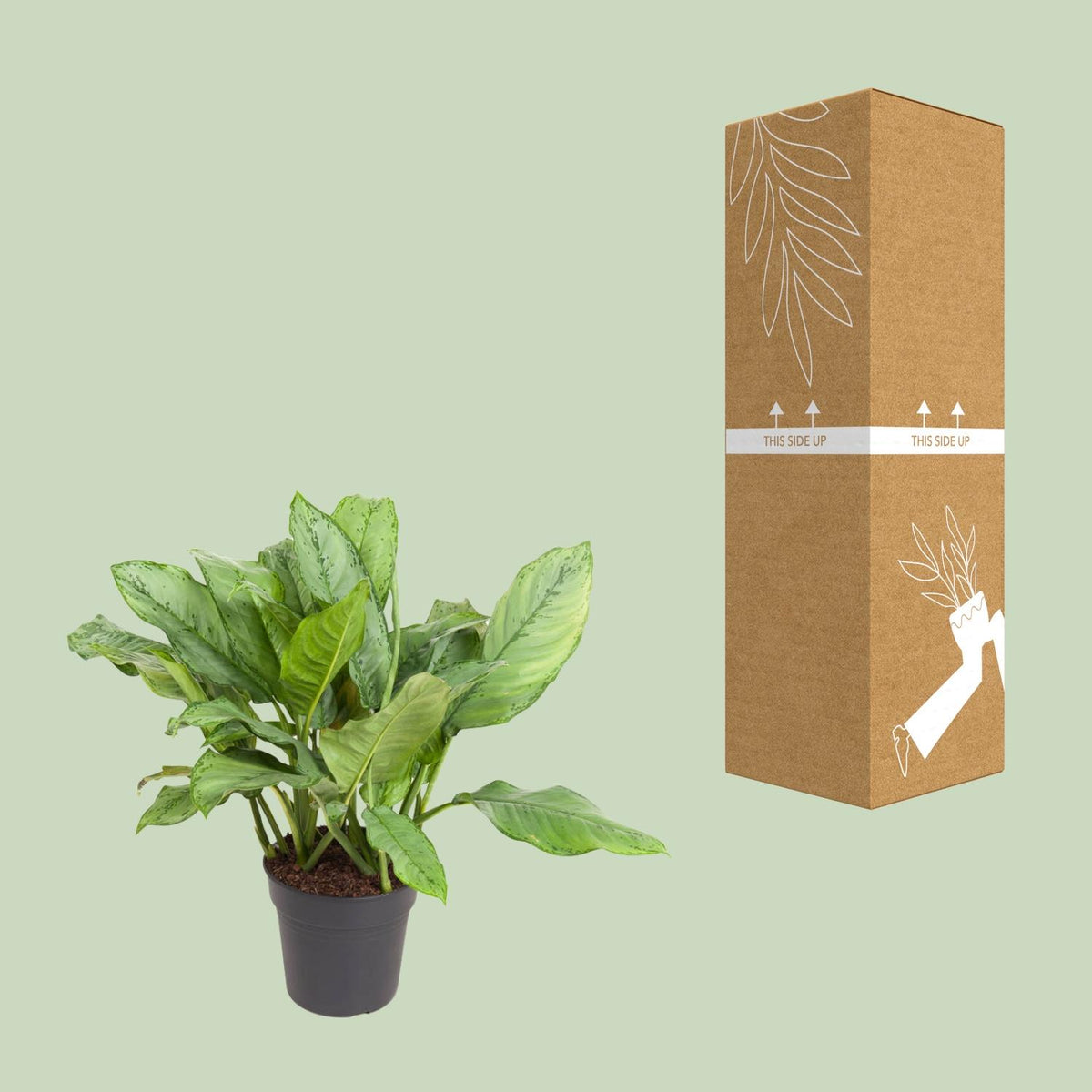 Aglaonema B.J, Freedman – Ø24 cm, 70 cm høj