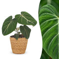 Philodendron gloriosum avec panier – Ø12 cm, 25 cm de haut