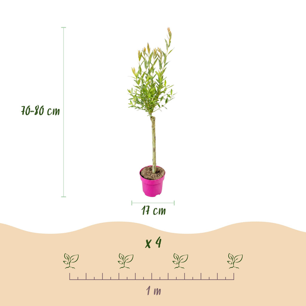 Salix 'Flamingo' (saule) – 2 plants, Ø17 cm, 70–80 cm de haut – photo 3