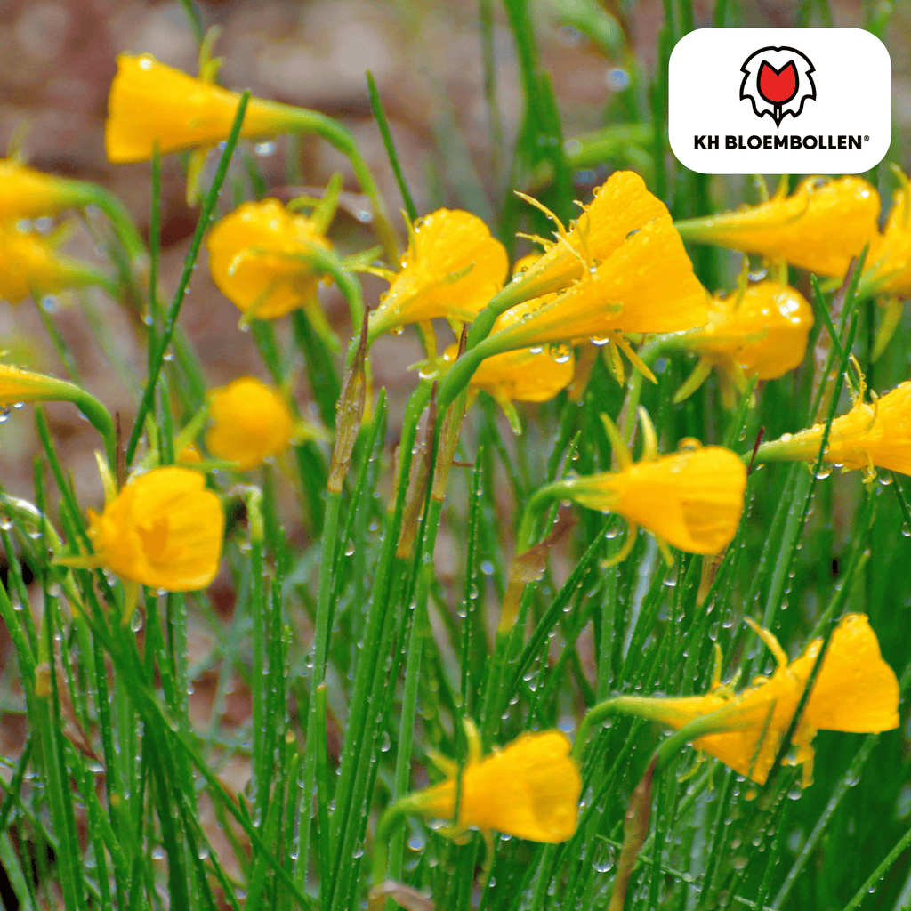 Narcis 'Golden Bells' – 25 blomsterløg