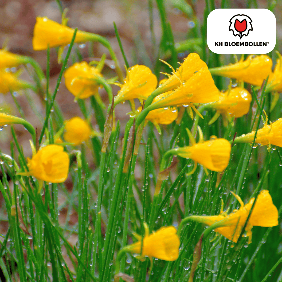 Narcis 'Golden Bells' – 25 blomsterløg