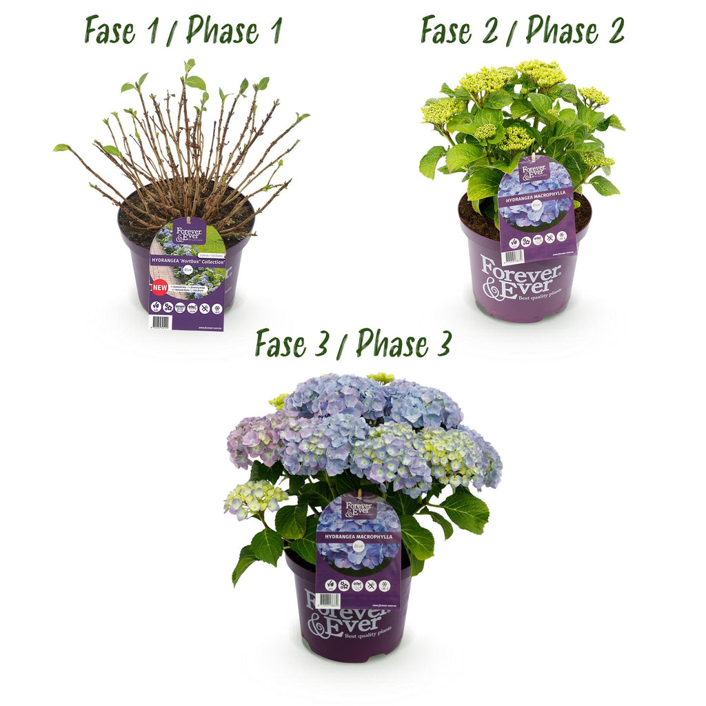 Hydrangea 'Forever &amp; Ever' (hortensia) – blå – Ø23 cm, 55 cm høj – billede 4