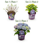 Hydrangea 'Forever & Ever' (hortensia) – blå – Ø23 cm, 55 cm høj