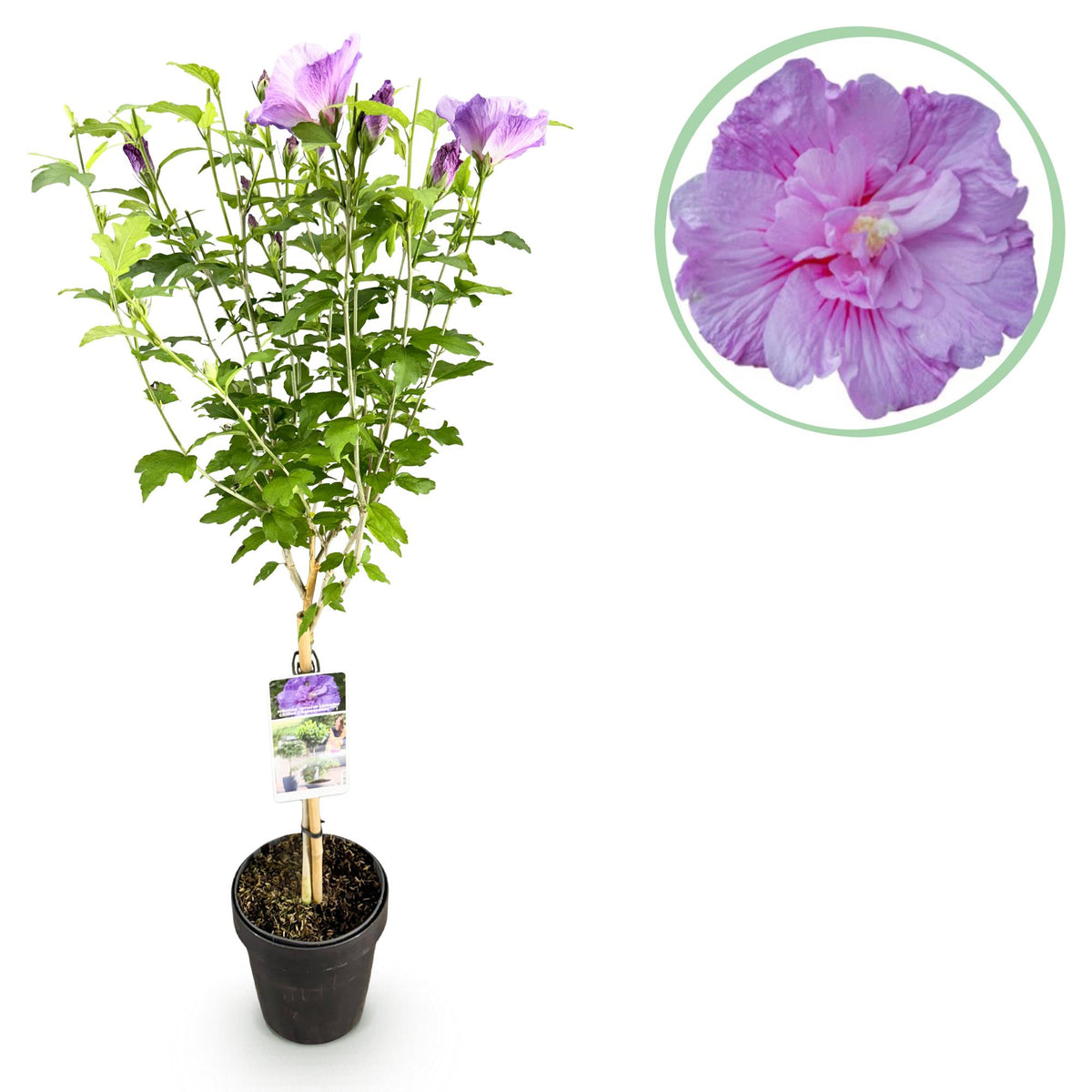 Hibiscus syriacus 'Lavendor Chiffon' (tuinhibiscus) op stam – Ø19 cm, 90 cm hoog