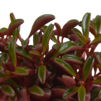 Peperomia graveolens zonder sierpot – Ø11 cm, 20 cm hoog