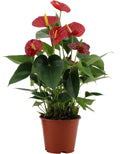 Anthurium Success Red in transparenter Folie (Flammenlilie) – Ø 14 cm, 43 cm hoch