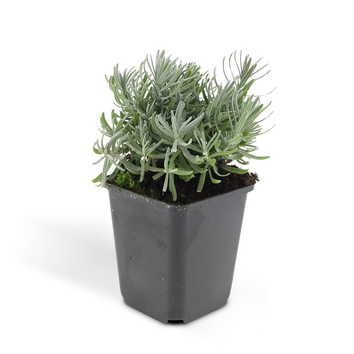 Lavandula 'Hidcote' (lavendel) – 24 planten, Ø9 cm, 10–25 cm hoog