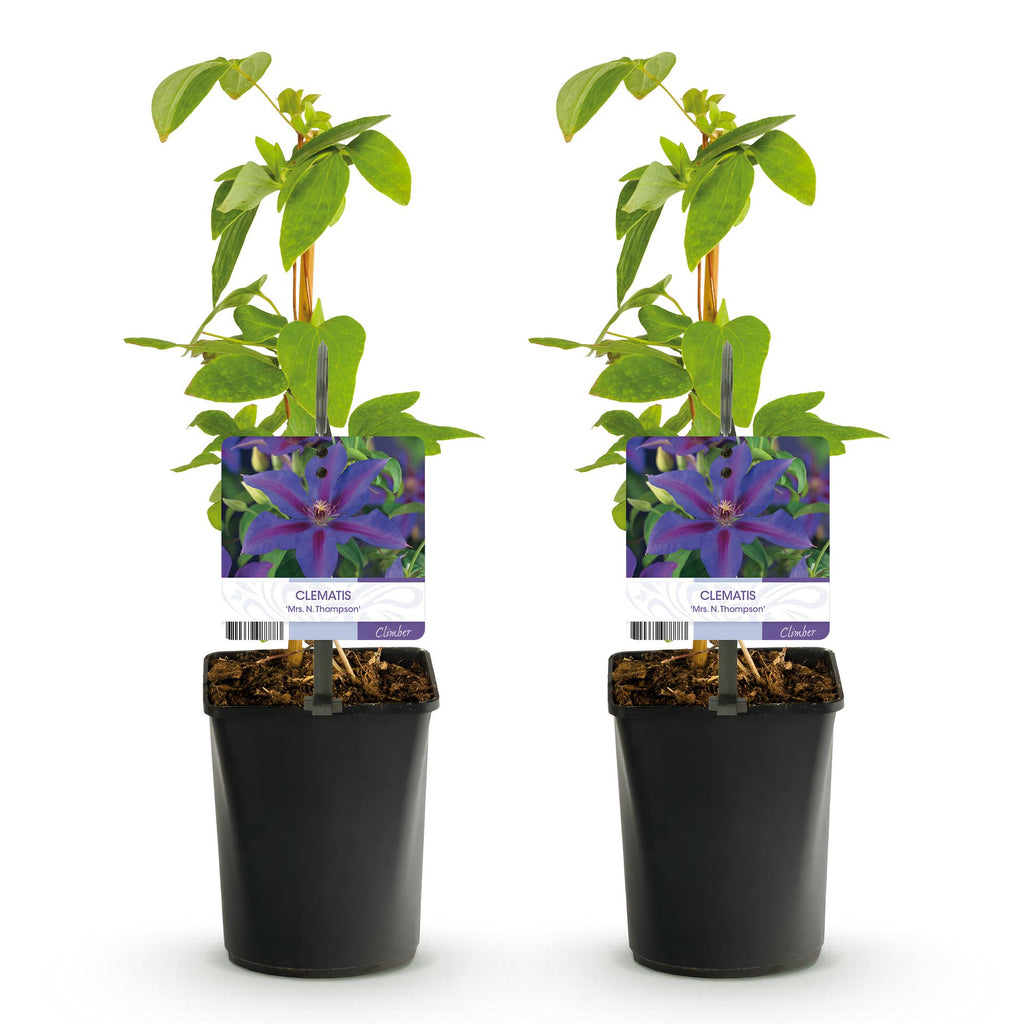Clematis 'Mrs. N. Thompson' (clematis) – pink – 2 plants, Ø11 cm, 40 cm high – photo 2