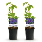 Clematis 'Mrs. N. Thompson' (clematis) – pink – 2 plants, Ø11 cm, 40 cm high