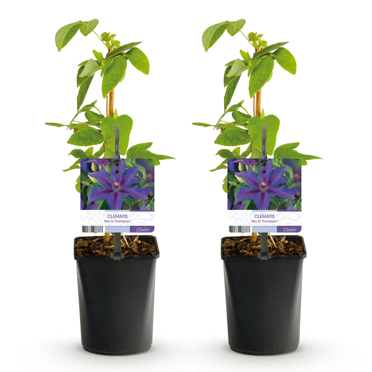 Clematis 'Mrs. N. Thompson' (bosrank) – roze – 2 planten, Ø11 cm, 40 cm hoog