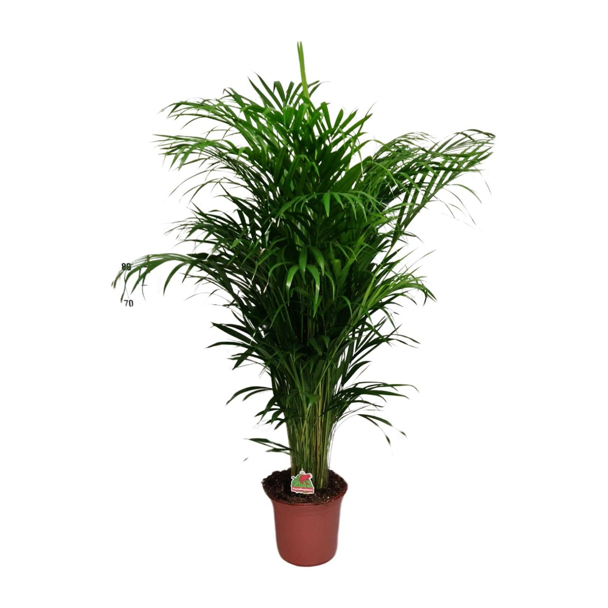 Dypsis lutescens (goudpalm) – Ø24 cm, 125 cm hoog