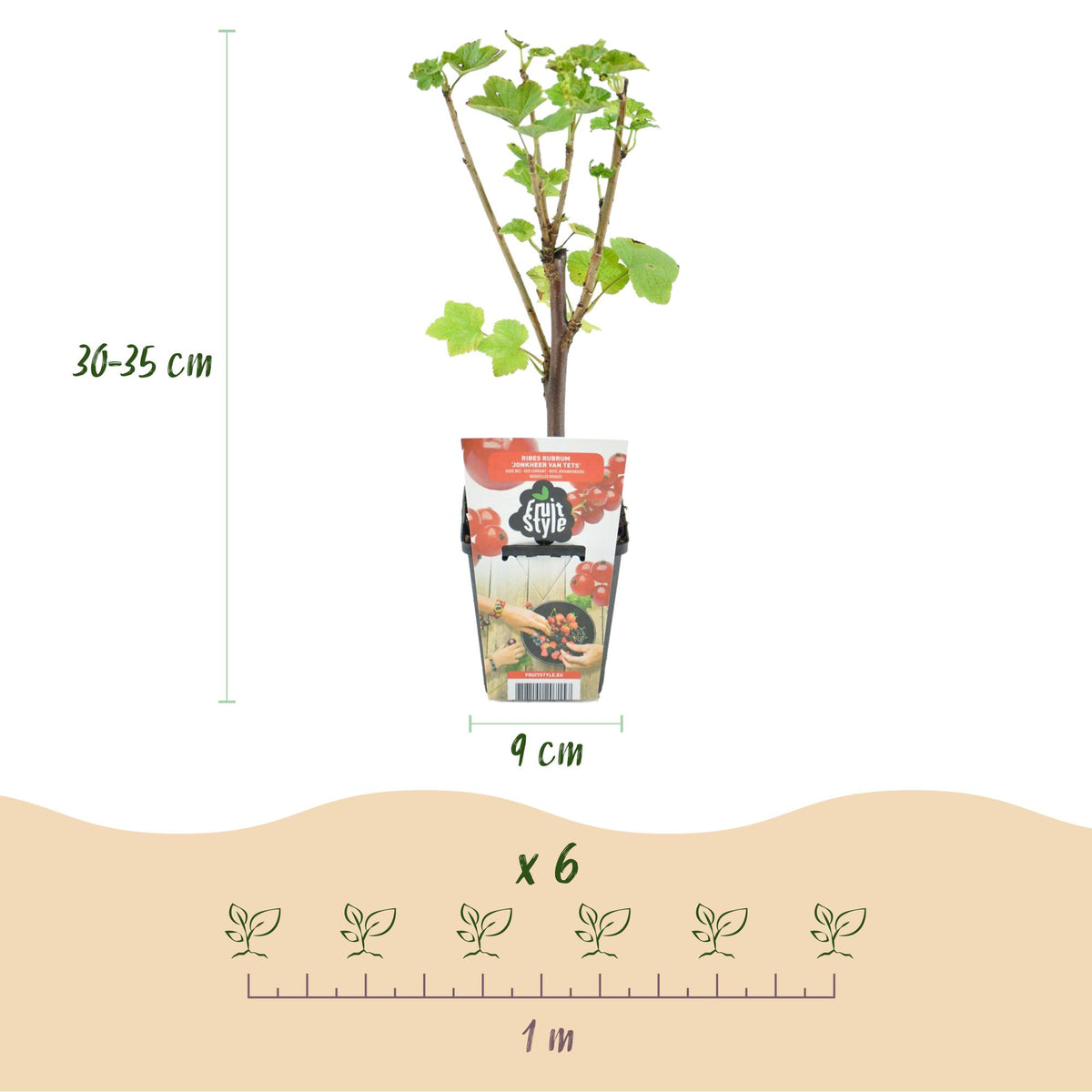 Himbeere (Rubus idaeus) – 8 Pflanzen, Ø9 cm, 35 cm hoch – Bild 3